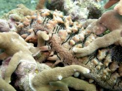 How it got itself so tangled up in the staghorn coral is ... by Jan Messersmith 